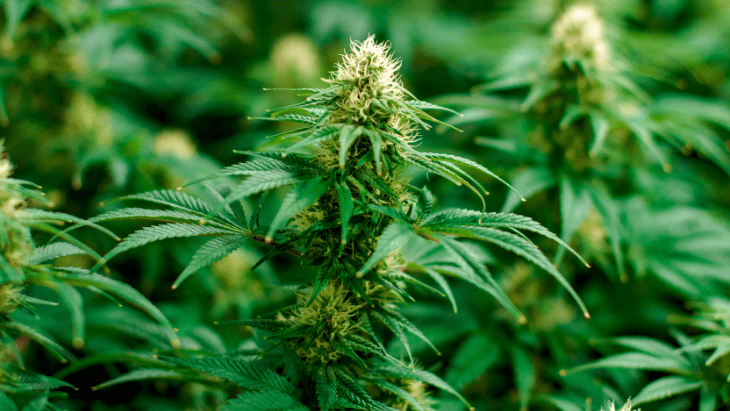 legal cannabis plants