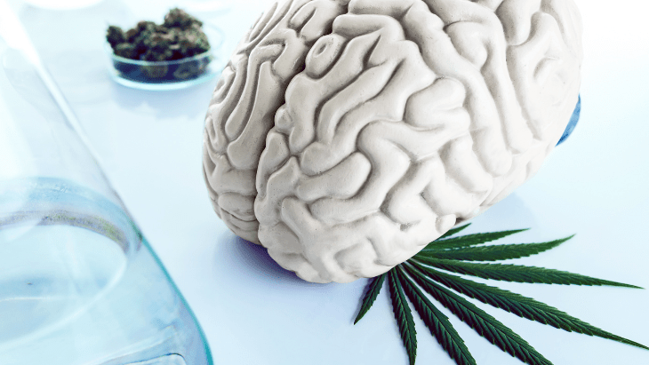 cannabis brain research