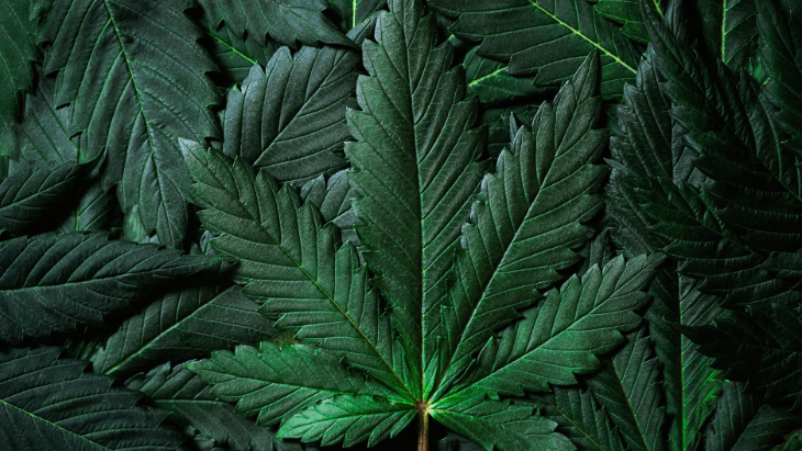 cannabis leaves