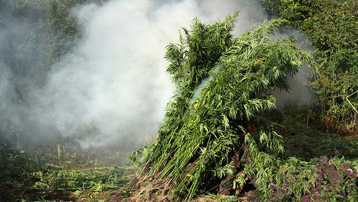 Smoke billows from behind a pile of cannabis plants that have been cut down in a field during a marijuana eradication operation.