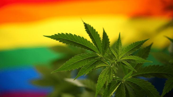 A cannabis plant in front of a LGBTQIA+ Pride flag