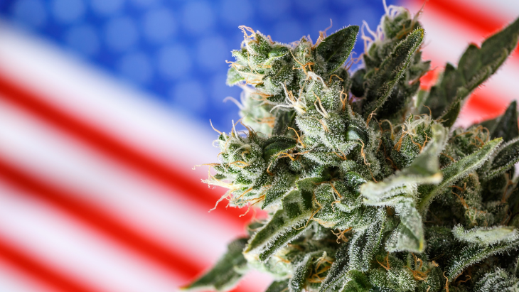A close-up of a large legal cannabis flower with a soft-focus US flag in the background