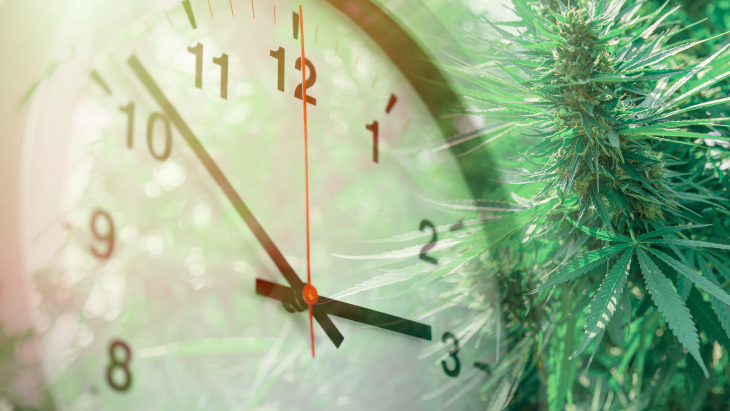 An analog clock face overlayed with the image of a growing cannabis plant