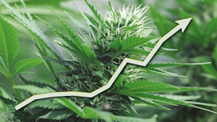 a rising arrow over an image of a cannabis plant indicating an upward trend