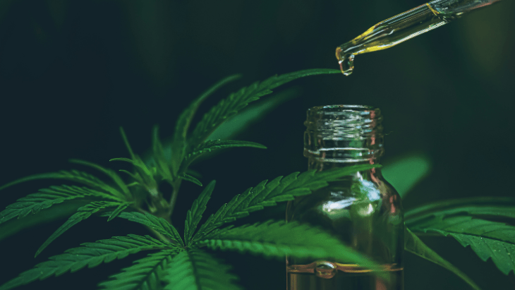A droplet of oils drips from the medicine dropper over a bottle of cbd oil next to a flowering cannabis plant