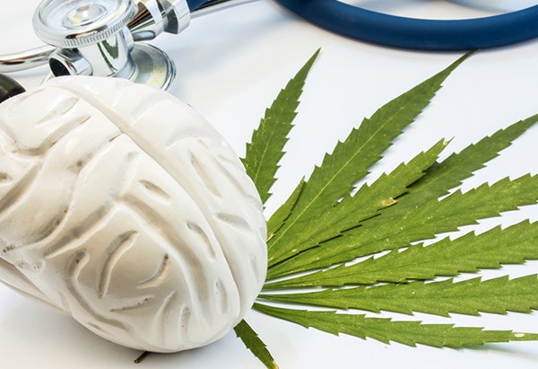 Marijuana Brain