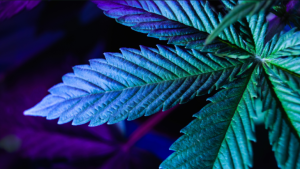 Close up of a large healthy cannabis plant leaf under a grow light