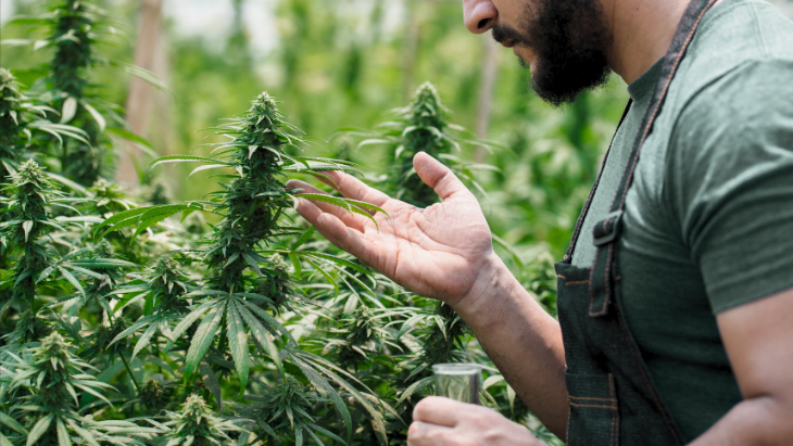 A man with a beard wearing a gardening apron delicately touches a legal flowering cannabis plant