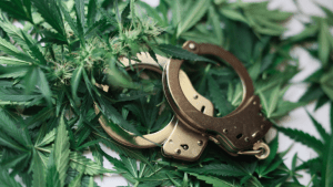 handcuffs resting on marijuana leaves