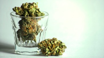 Marijuana or Alcohol