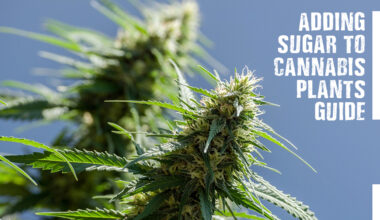 Sugars To Cannabis Plants Guide