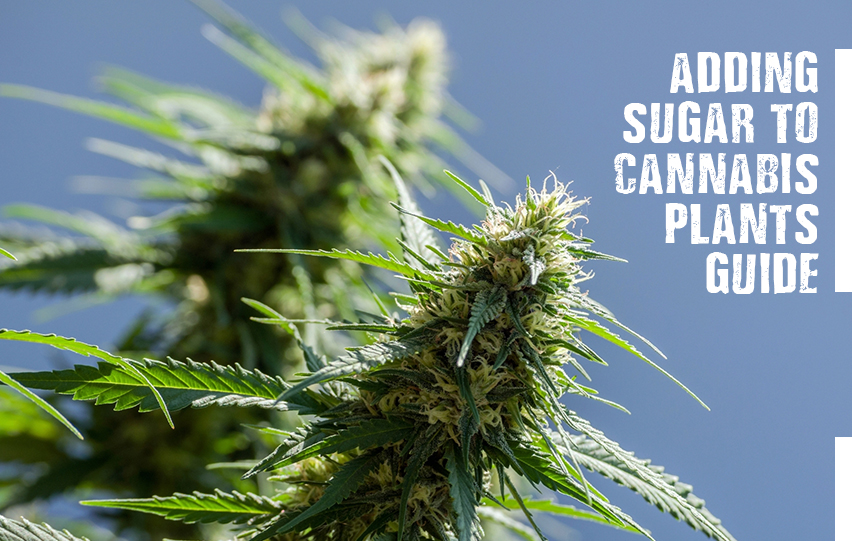 Sugars To Cannabis Plants Guide
