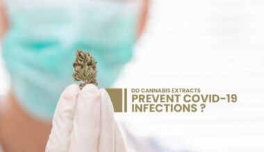 cannabis extracts prevent COVID-19 infections