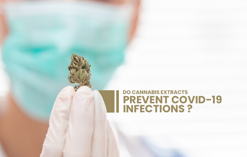 cannabis extracts prevent COVID-19 infections