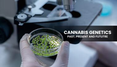 Cannabis Genetics ast, Present and Future