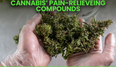 Cannabis' Pain-Relieving