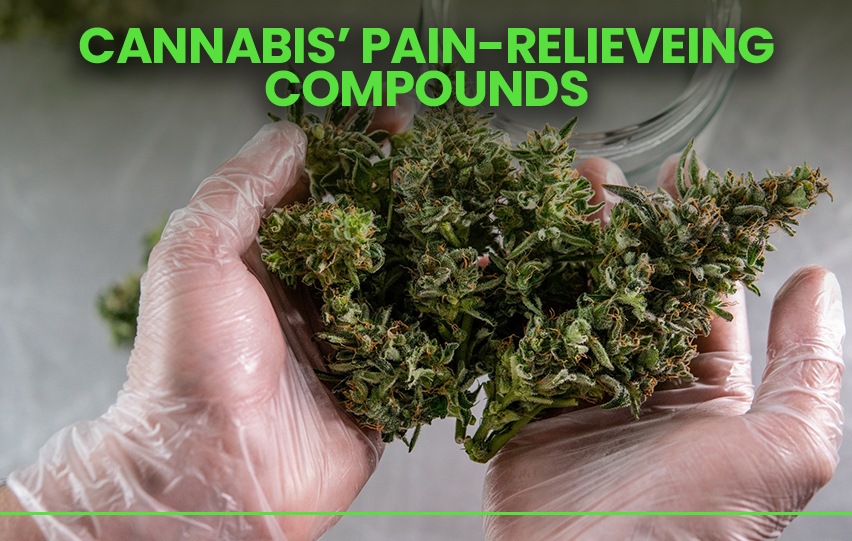 Cannabis' Pain-Relieving