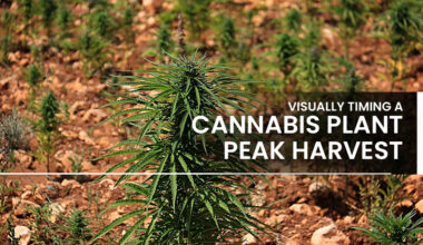 Visually Cannabis Plants Peak