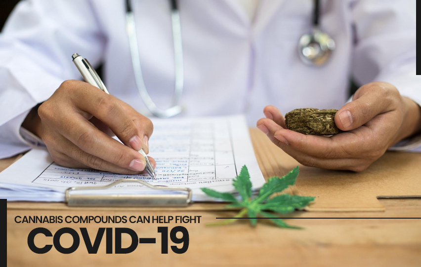 Cannabis compounds COVID-19