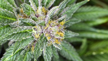 Marijuana closeup