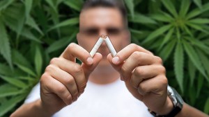 Marijuana reduces tobacco use