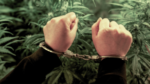 A person's arm is shown handcuffed in front of cannabis plants representing marijuana criminalization