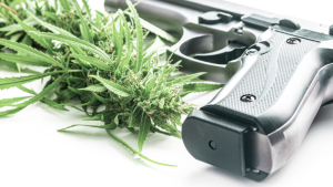 a legal cannabis flower sits next to a lawfully owned handgun