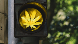 yellow traffic light with cannabis sign
