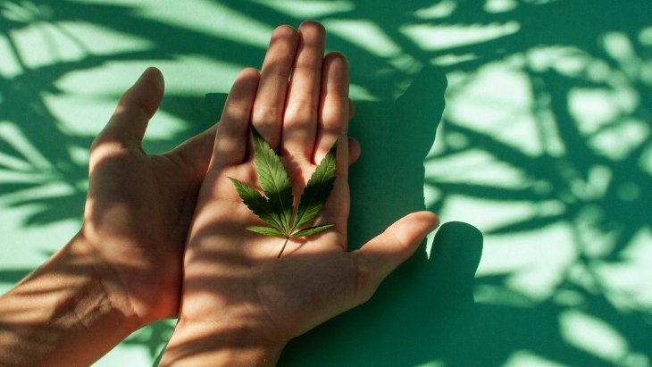 a pair of hands with open palms rest on a green table holding a cannabis leaf