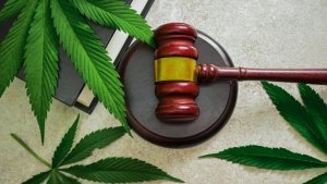 judge's gavel and marijuana leaves