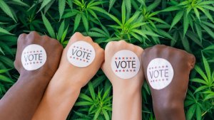 four raised fists of varying skin tones display round "VOTE" stickers against a background of legal cannabis plants